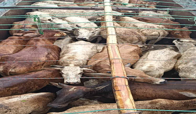 Assam Police foil two cattle smuggling bids