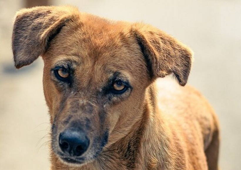 गली के कुत्तों और सुप्रीम कोर्ट के आदेश