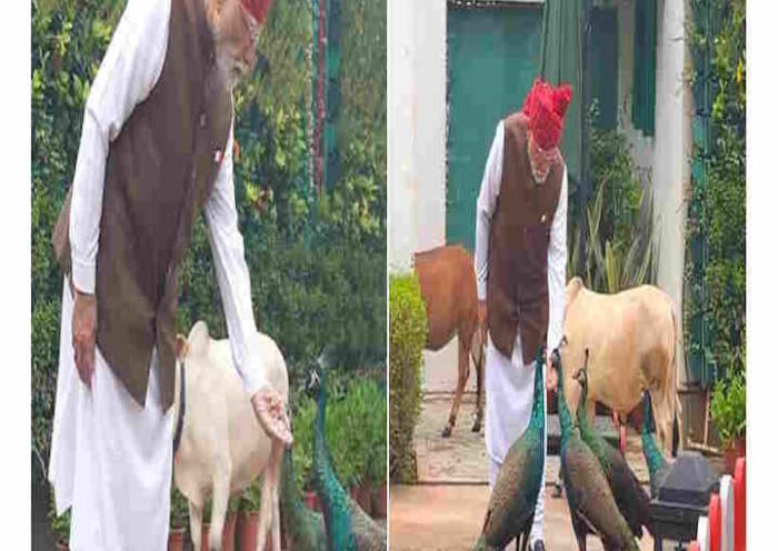 स्वतंत्रता दिवस से पहले पीएम मोदी की खास दिनचर्या,गायों को चारा और मोरों को दाना खिलाते दिखे प्रधानमंत्री (तस्वीर क्रेडिट@DeccanHerald)
