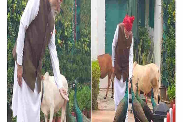 स्वतंत्रता दिवस से पहले पीएम मोदी की खास दिनचर्या,गायों को चारा और मोरों को दाना खिलाते दिखे प्रधानमंत्री (तस्वीर क्रेडिट@DeccanHerald)