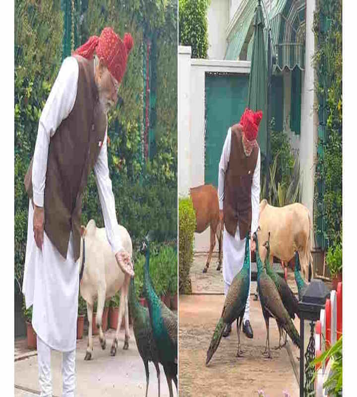 स्वतंत्रता दिवस से पहले पीएम मोदी की खास दिनचर्या,गायों को चारा और मोरों को दाना खिलाते दिखे प्रधानमंत्री (तस्वीर क्रेडिट@DeccanHerald)