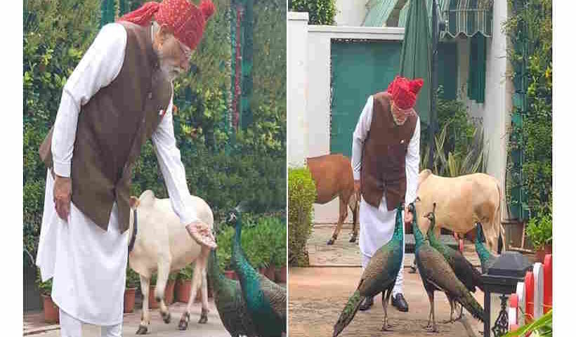 स्वतंत्रता दिवस से पहले पीएम मोदी की खास दिनचर्या,गायों को चारा और मोरों को दाना खिलाते दिखे प्रधानमंत्री (तस्वीर क्रेडिट@DeccanHerald)