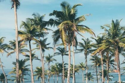 Love Coconut infused cuisine?