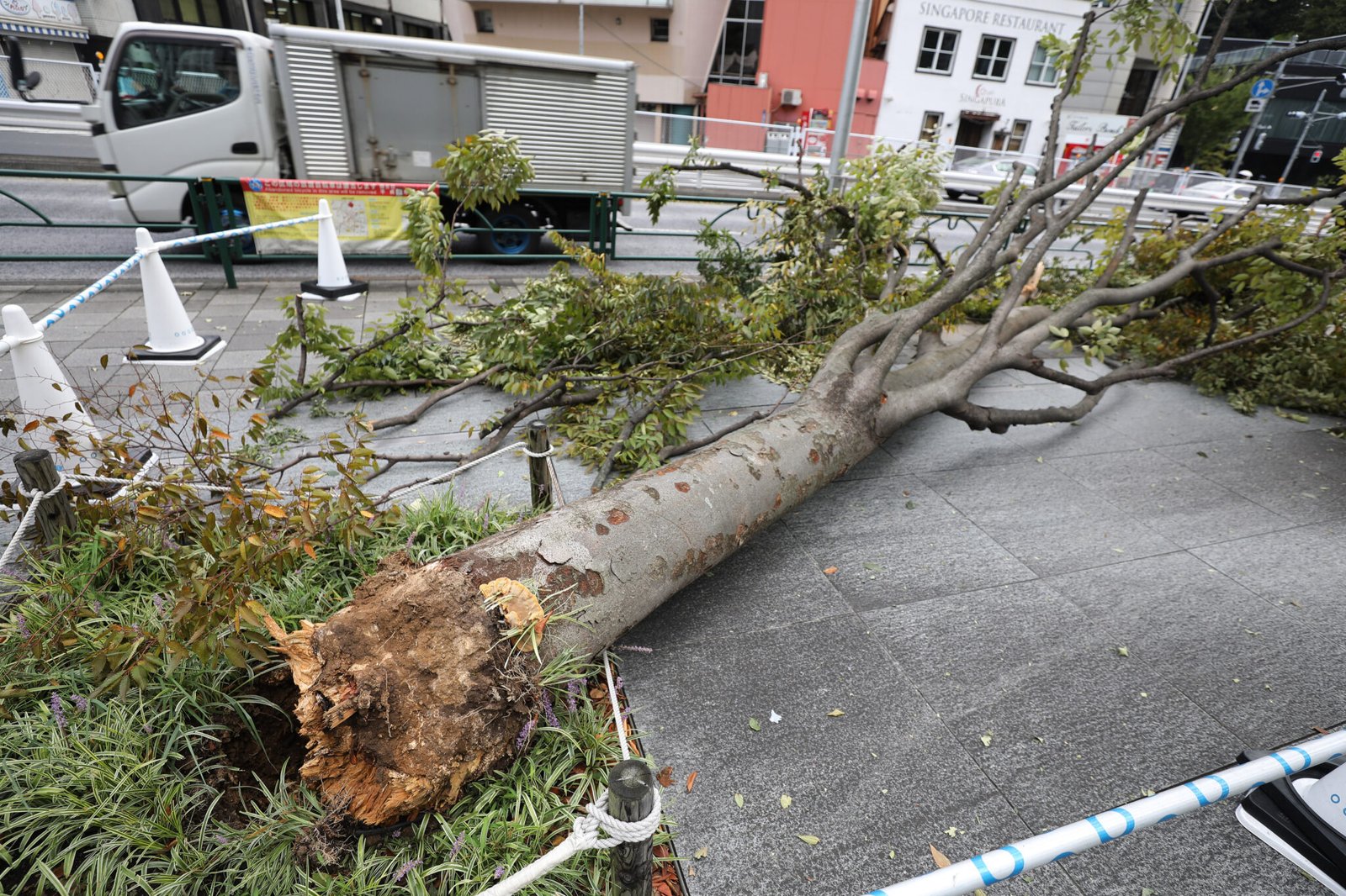 a broken tree caused by typhoon Faxai in Tokyo, Japan