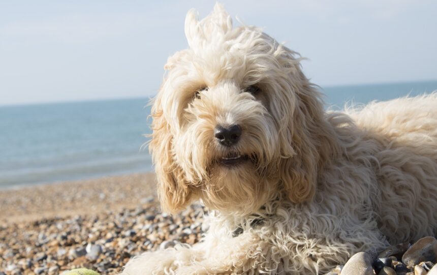 Cockapoo dog