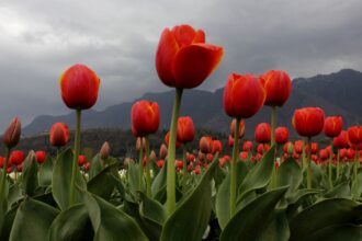Tulip Garden