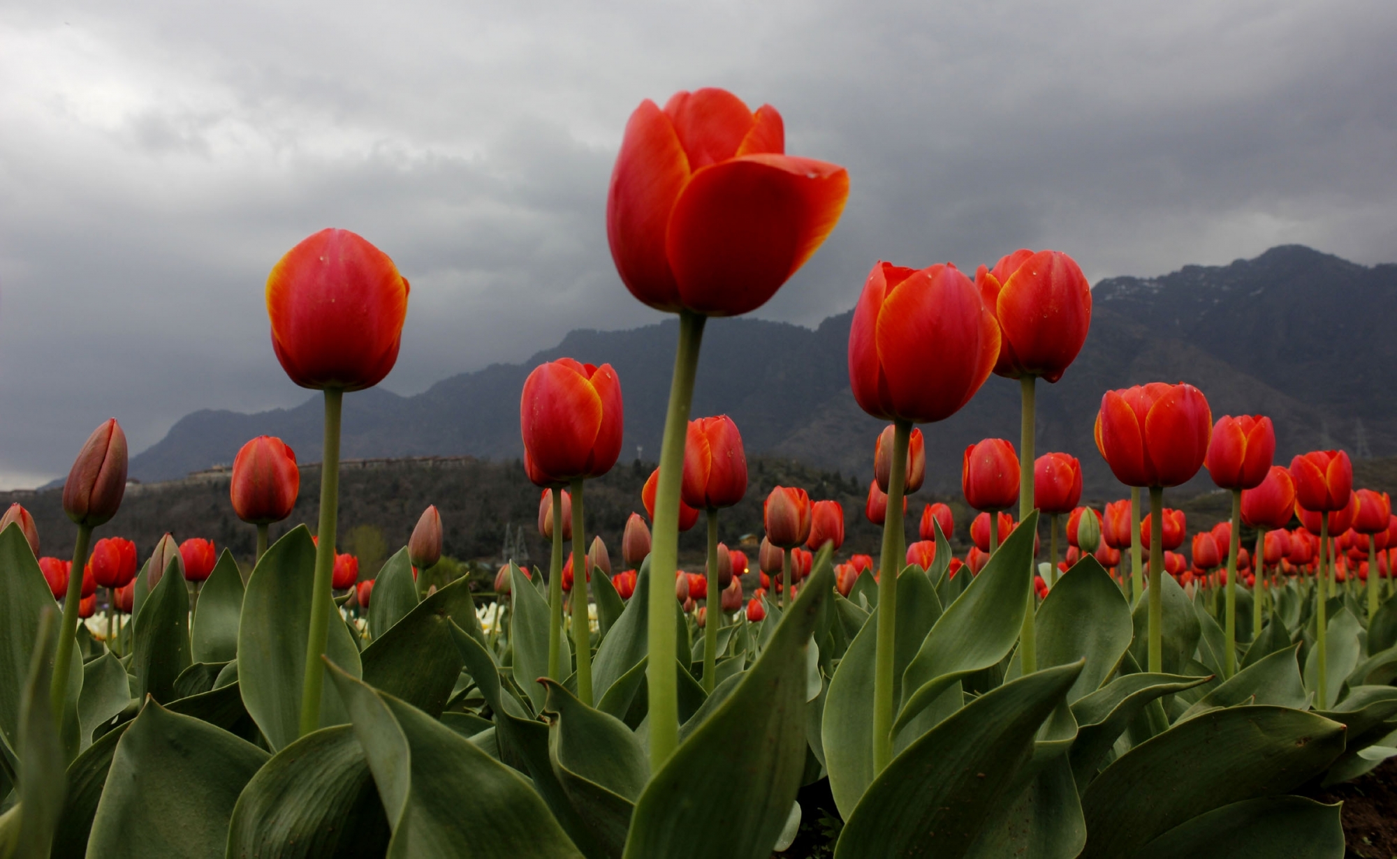 Tulip Garden