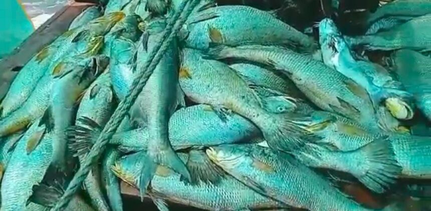 Fish