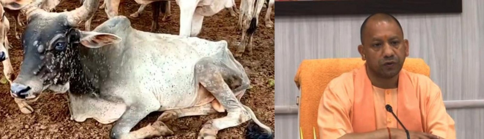Lumpy virus Yogi bans cattle fairs in UP