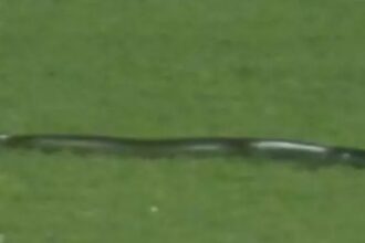 Snake on field