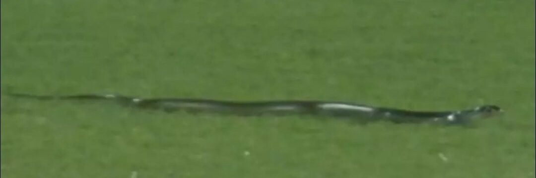 Snake on field