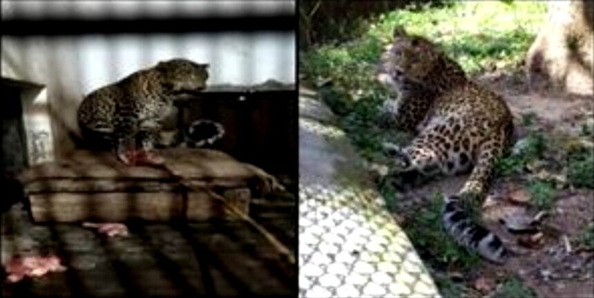 Nine leopards serving 'life imprisonment' in Uttarakhand