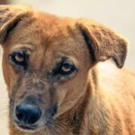 PETA calls for ban on dogs being bred for fighting