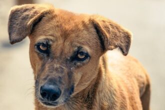PETA calls for ban on dogs being bred for fighting