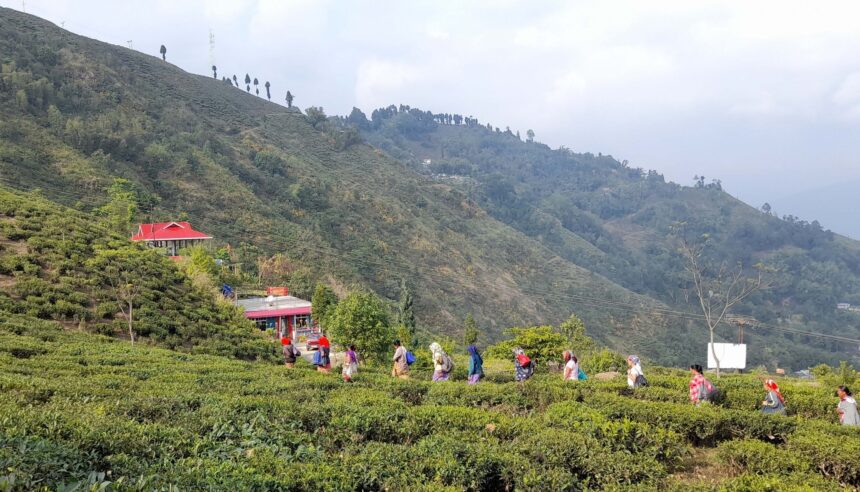 Darjeeling