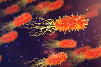 Gut bacteria
