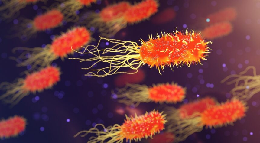 Gut bacteria