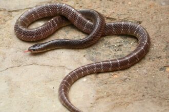 Snake