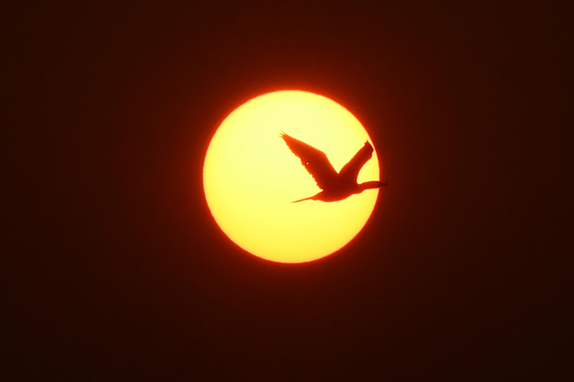 Bird