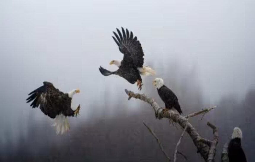 Karthik Subramaniam wins National Geographic 'Pictures of the Year'