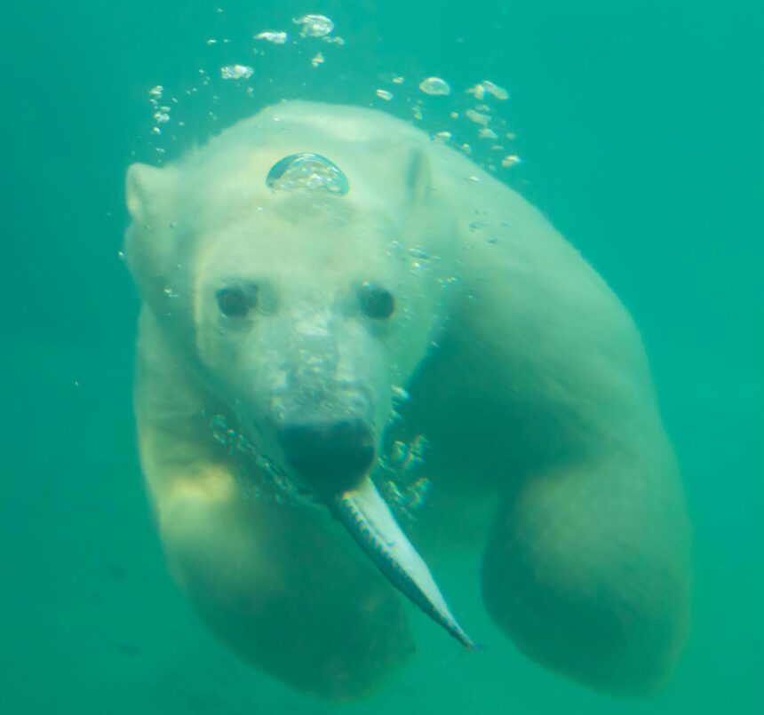 Hundreds of species of wildlife worldwide contaminated with 'forever chemicals'