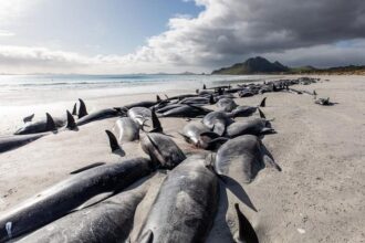 Pilot whales
