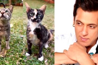 Salman Khan posts cat video