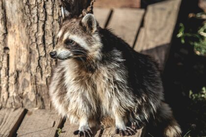 Raccoon dog