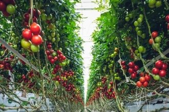Organic farming
