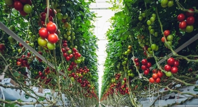 Organic farming