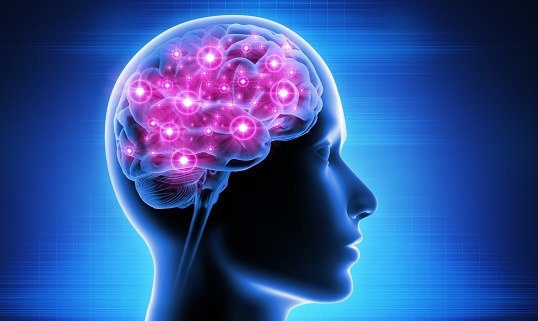 Human brain