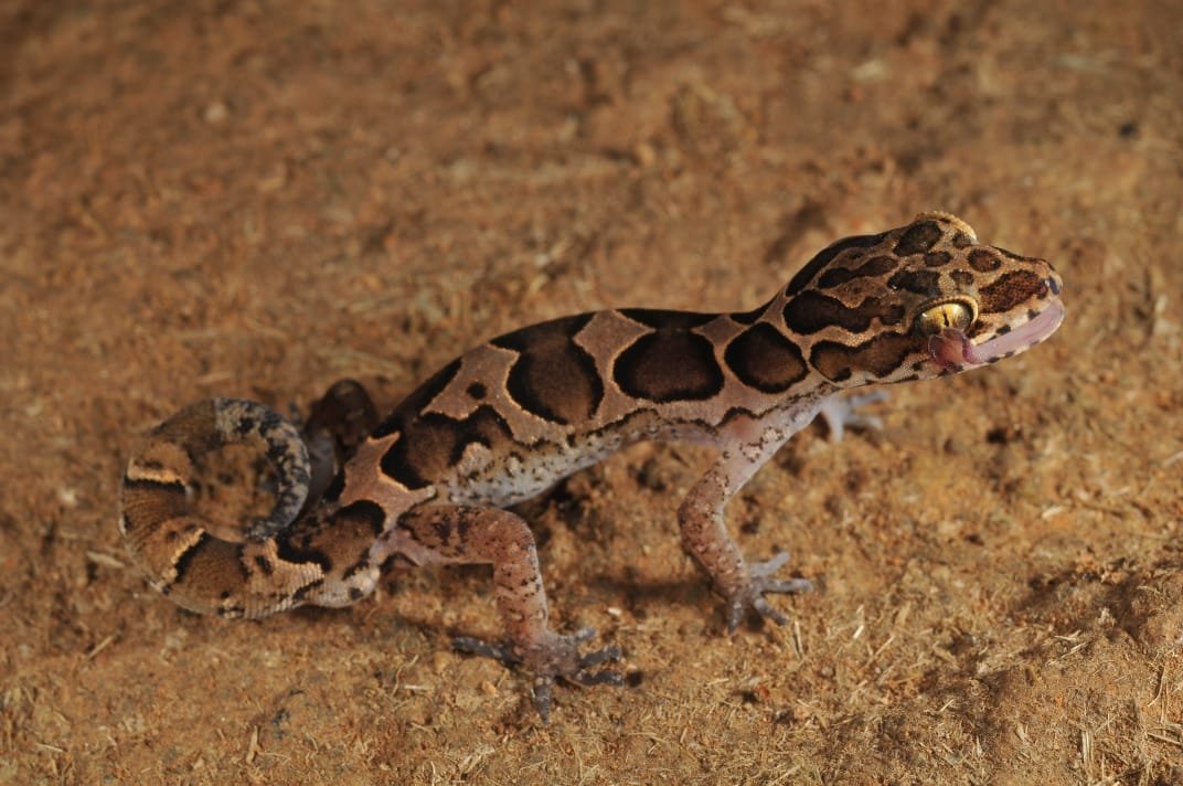 A new species of bent-toed gecko discovered in North Kerala