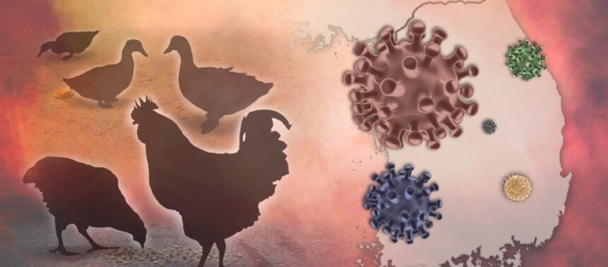 Bird flu