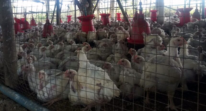 Poultry farm