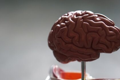 Human Brain