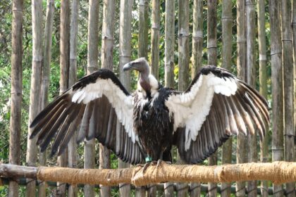 Jatayu(Asian king vulture)