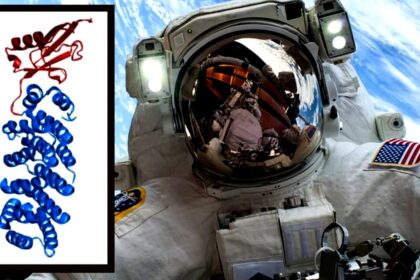 Scientists find how microgravity in space can alter human cells