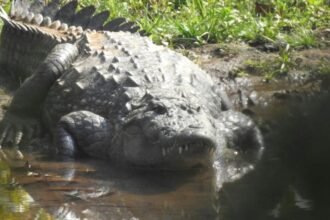 Marsh crocodiles
