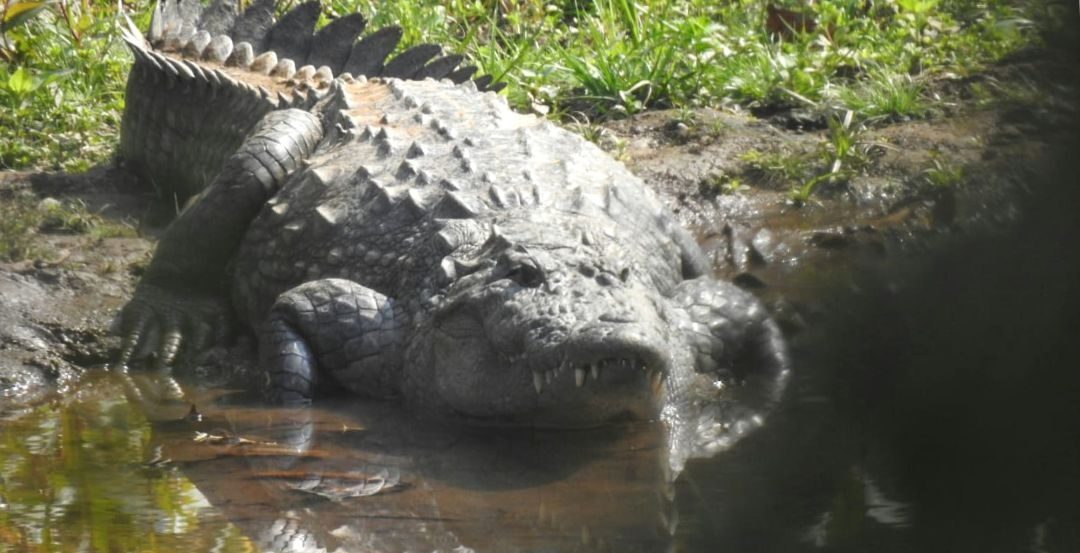 Marsh crocodiles
