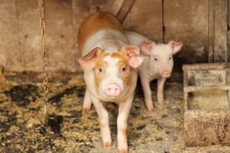 Pigs