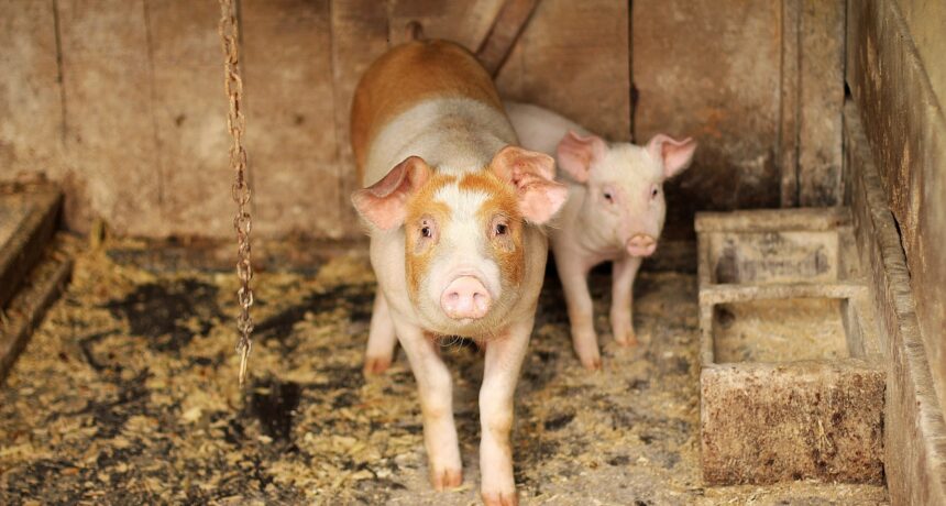 Pigs