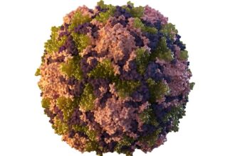 polio virus