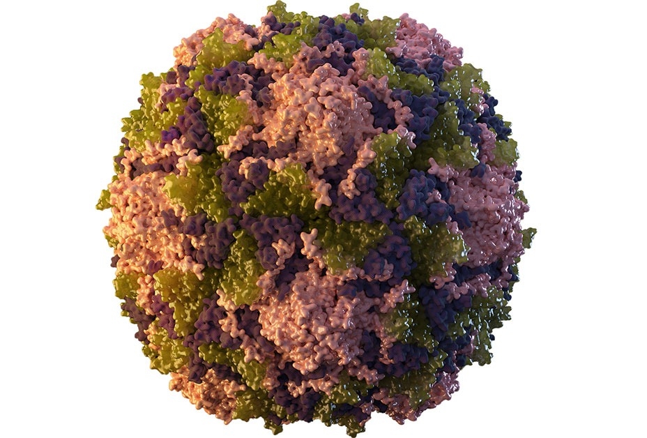 polio virus