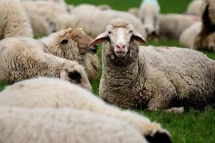 sheep