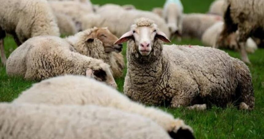 sheep