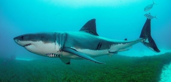 Australian shark