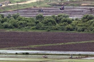 rice fields in North Korea