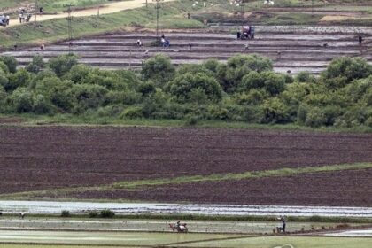 rice fields in North Korea