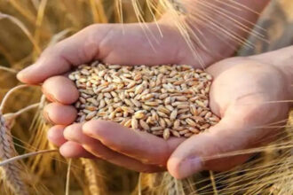 grain