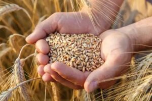 grain